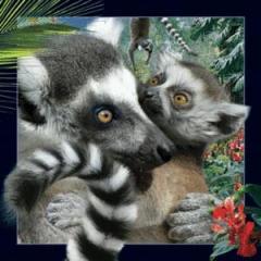 Magnes 3D Lemur