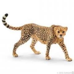 Gepard samica (1)