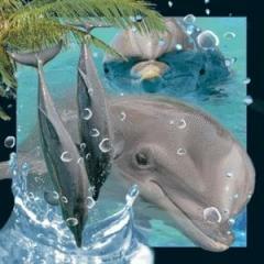 Magnes 3D Delfin (1)