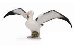 Albatros wędrowny (1)