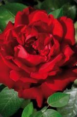 Mini kartka 3D Czerwona Róża (1)